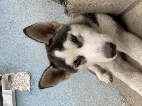 Uyguna safkan sibirya kurdu husky yavruları