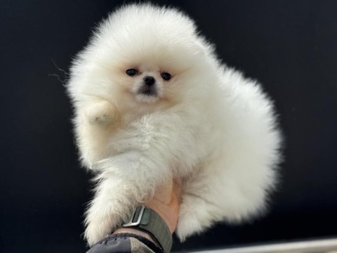 Çok özel show kalite pomeranian lar petmode den