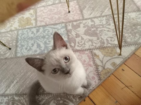Kedi anne scottish baba british