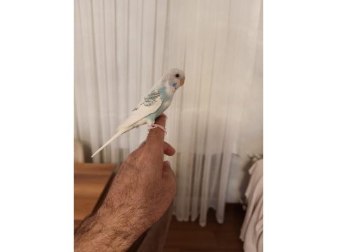 Ele alışkın bebek muhabbet kuşu evinize maskot