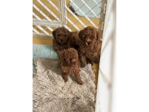 Toy poodle şecereli anneden