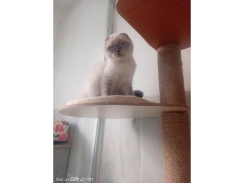 Yetişkin scottish fold kızlarımız yeni yuvasını arıyor