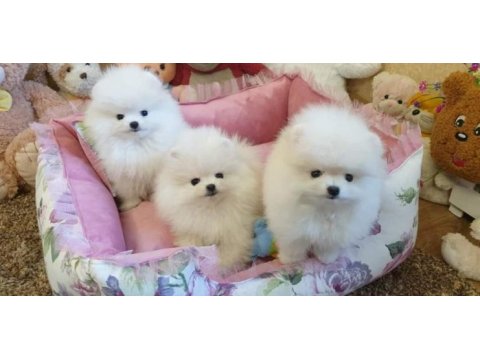 Pomeranian boo yavruları ıstanbul 