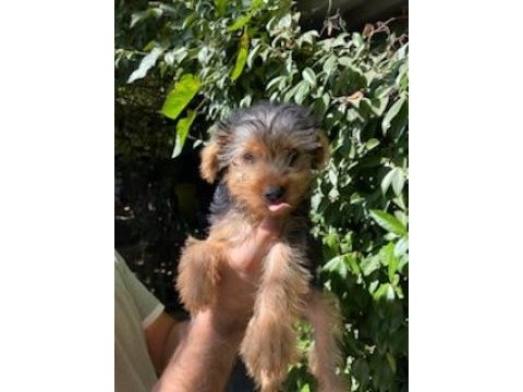 Terrier yavrularımız