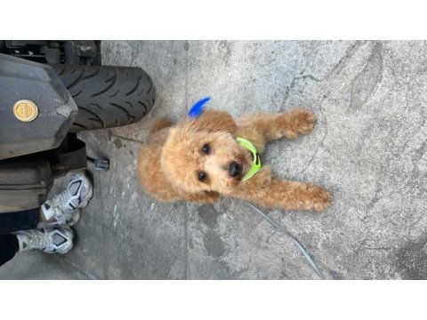 Güzel poodle oğluma yuva arıyorum