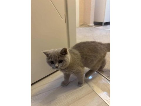 4 aylık safkan british shorthair erkek yavru