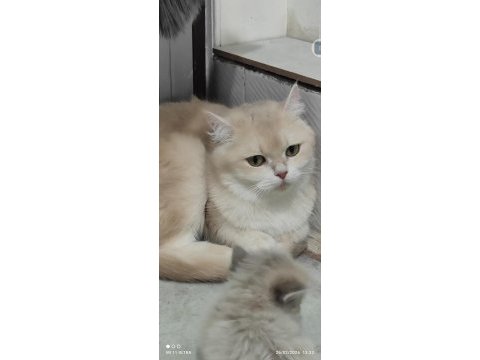 British shorthair golden cy12