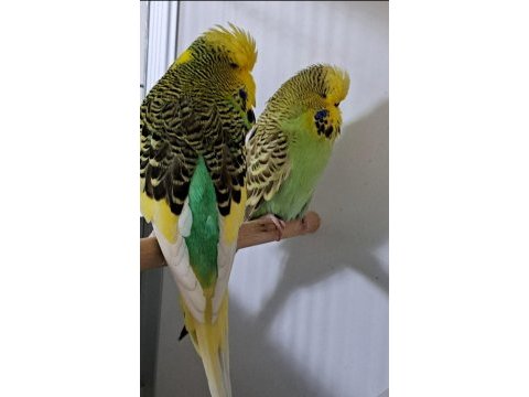 Sadece ankara içi show jumbo ve jumbo takım kuşumuz