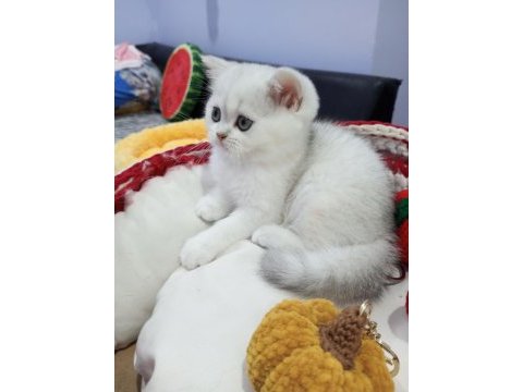 Silver chinchilla rengi safkan yavrular
