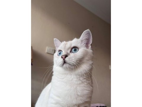 4 aylık erkek british shorthair silver point