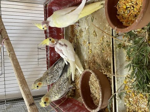 Sultan papağanı yavruları