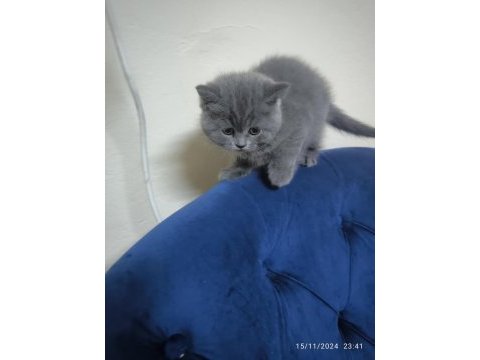 British shorthair gri ayı surat tontiş bebekler