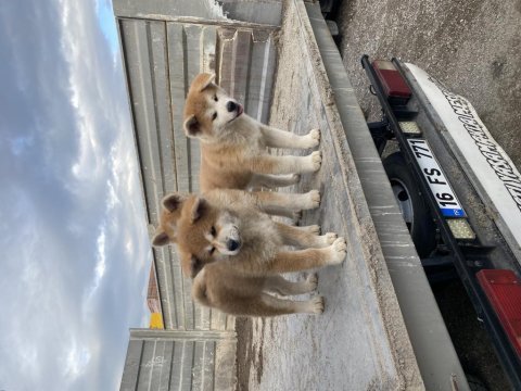 Üç aylık akita inu