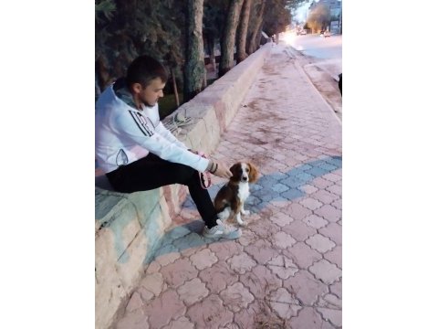 Cavalier king charles