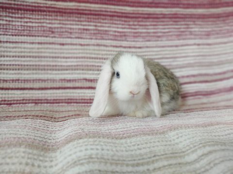 Cüce lop miniatur lop cüce tavşan çiftliği