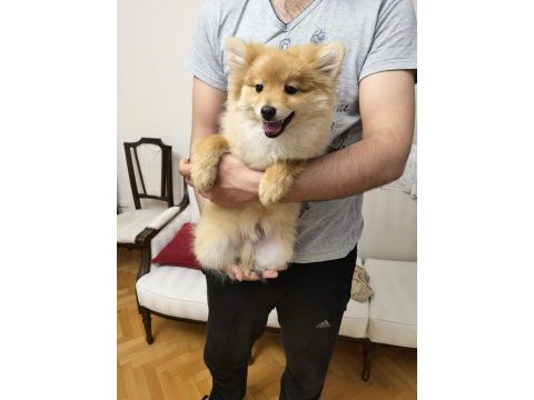 6 aylık pomeranian yavrusu