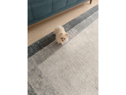 Pomeranian boo