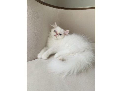 Exotic longhair kalıcı mavi göz