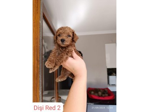 Toy poodle yavrularımız