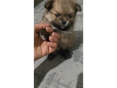 Pomeranian erkek