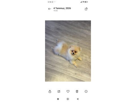 Pomeranian yavrumuz yeni yuvasını arıyor