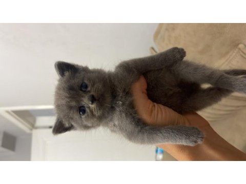 Son 2 erkek british shorthair yavru yeni yuvasını arıyor