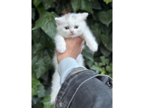 British shorthair bebekler