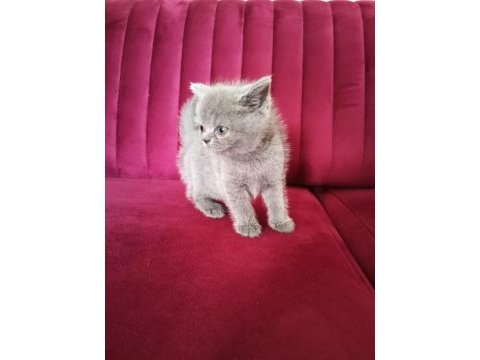 British short hair yavrumuz yuva arıyor