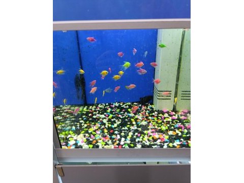 Ciklet beta neon tetra lepistes japon moli