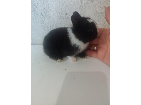 Cüce tavşan yavruları son 4 yavru