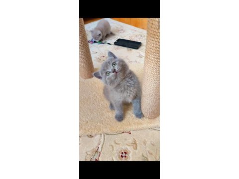 Gri lilac dişi erkek kediler