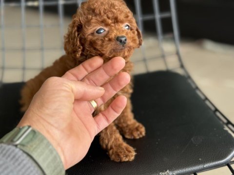 Show kalite tea cup kore toy poodle ziyarete açık
