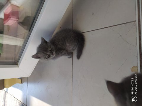 Anne baba british shorthair