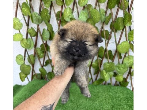 Pomeranian boo 4 dişi 1 erkek