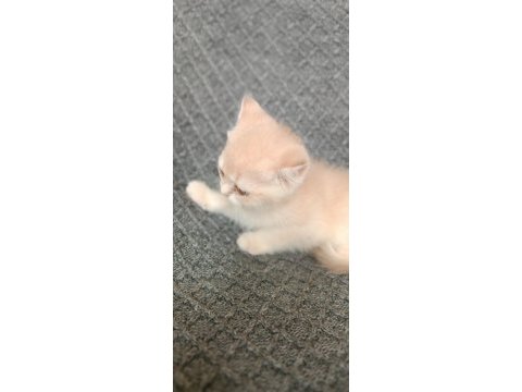 British shorthair golden cy11 cy12 yavru kediler