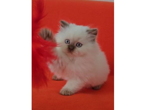 Cinnamon point british longhair yavru dişi