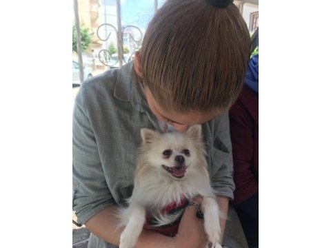 Orjinal sağlıklı ırk pomeranian boo