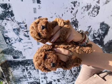 En koyusundan en güzelinden toy poodle minnoşlar