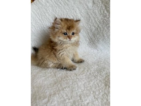 British longhair golden