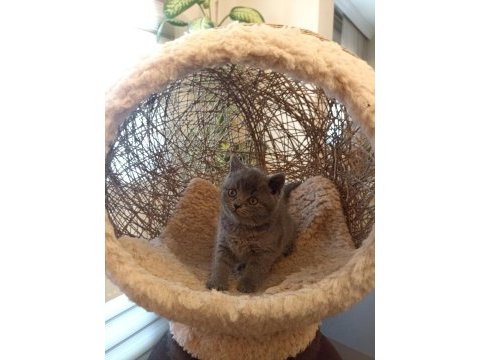 Koca kafalı british shorthair yavrular ayı suratlar