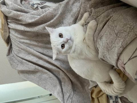 Çok uysal ve sakin british shorthair