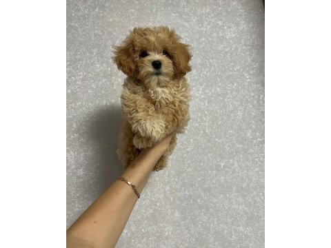 Dünya tatlısı maltipoo yavruları
