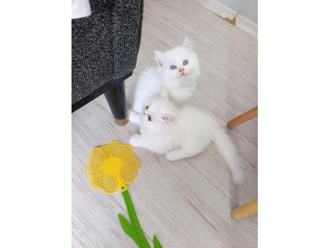 Güzel pamuk kedilerim