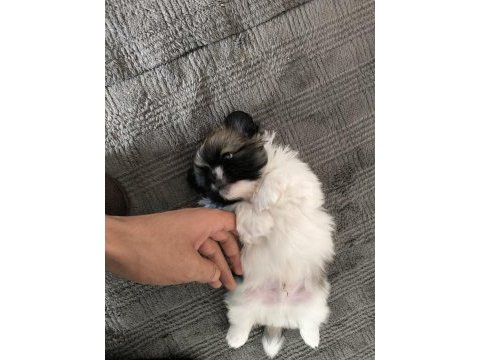 Köpeklerimize çok iyi bakabilecek aile arıyorum