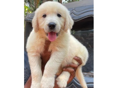 Golden retriever bebekler sağlık ve ırk garantili teslim