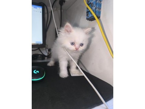 Erkek blue eyes british longhair