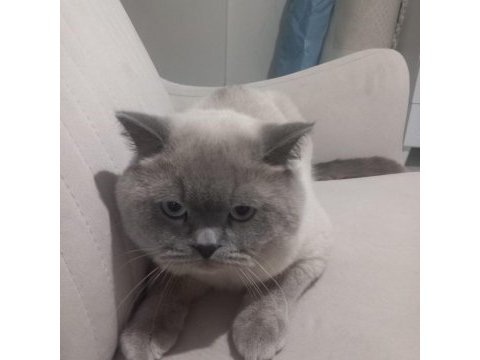 8 aylık erkek british shorthair