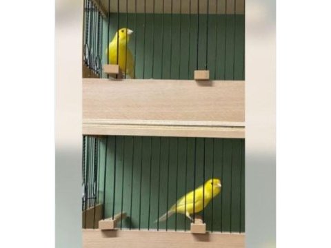 Safkan orijinal alman harz roller kanaryalar