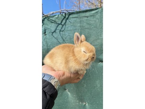 Orijinal hollanda cüce tavşan