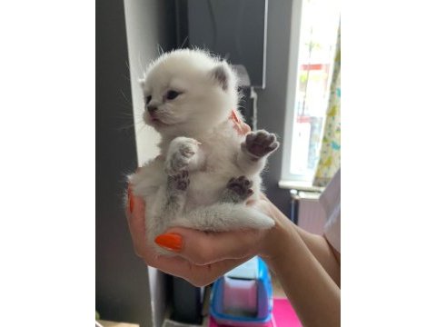 Minik british shorthair bebeklerim için yuva arıyorum